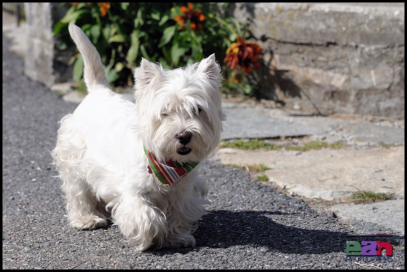 Un piccolo West Highland White Terrier