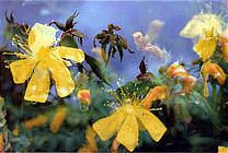 AD AOSTA UNO SGUARDO ALLA MONTAGNA IN “FAR AWAY SO CLOSE”