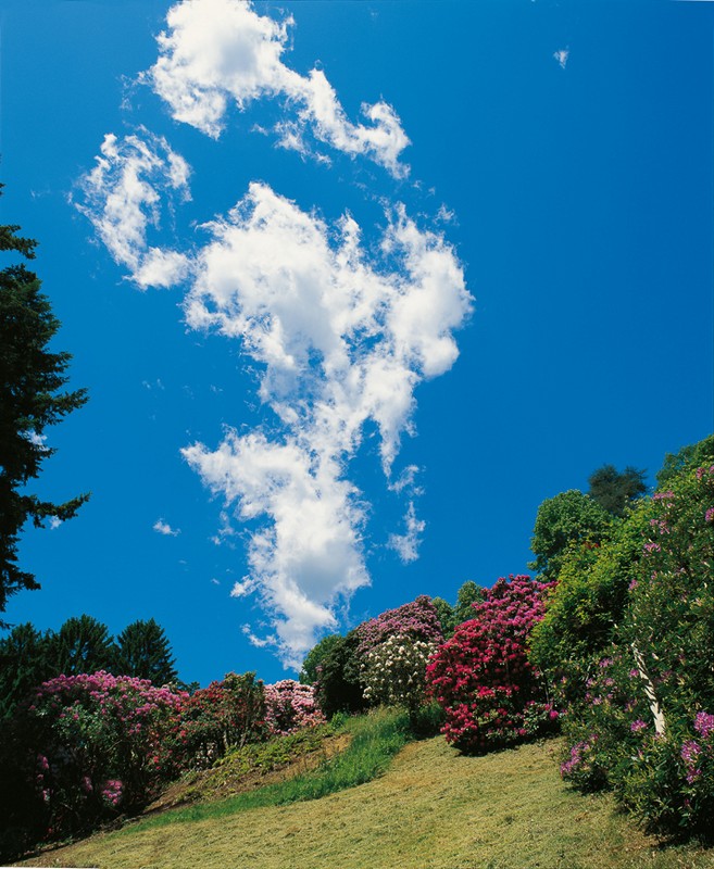 Burcina di F. Lava, MRSN, Torino 