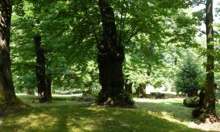 IL RUOLO DEI LICHENI NEI CASTAGNETI-O.G.