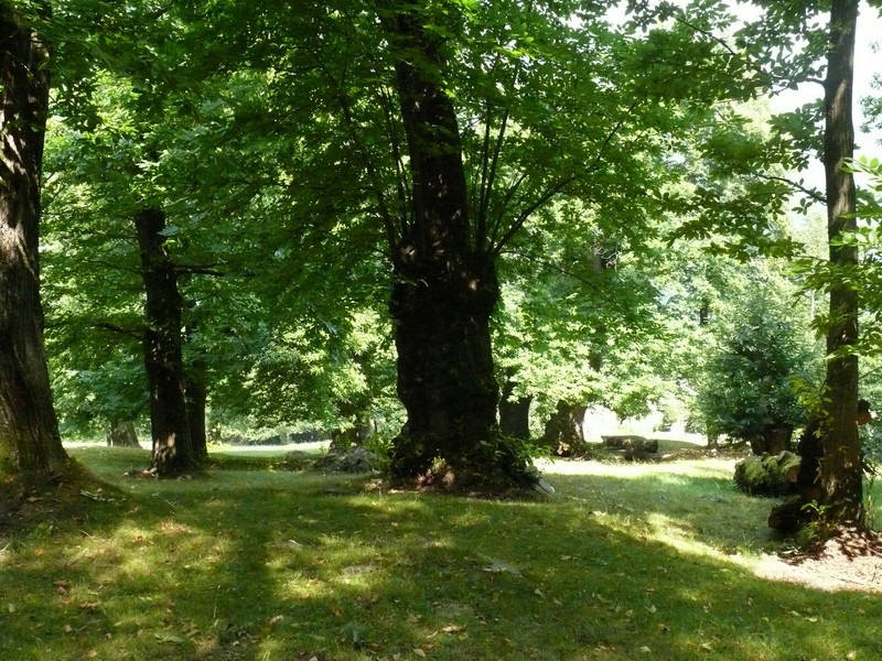 IL RUOLO DEI LICHENI NEI CASTAGNETI-O.G.