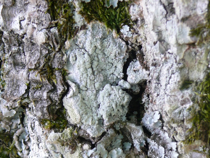 Lichene Pertusaria albescens (Huds), M. Choisy & Werner