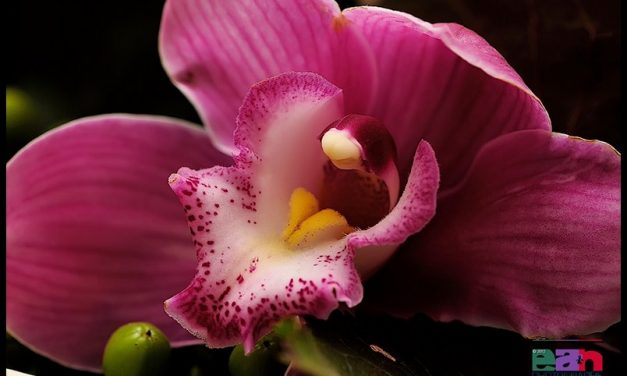 IL RE DI PRALORMO E LA REGINA D’ORIENTE-FERRARO Gianni