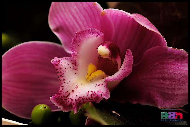 IL RE DI PRALORMO E LA REGINA D’ORIENTE-FERRARO Gianni