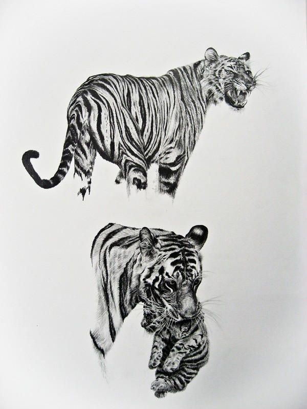 Tigre di Luisa Porporato MRSN di Torino 