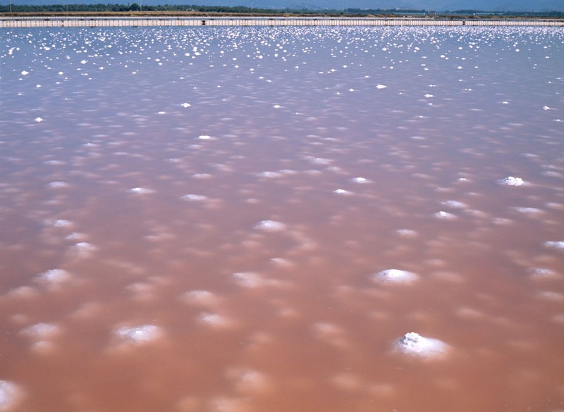 salina di Cortois Sant'Antioco Cagliari Orto Botanico di Torino