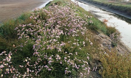 SALINE DEL MEDITERRANEO DI FRANCA CHIONO ALL’ORTO BOTANICO DI TORINO -MAHAGNA Elisa