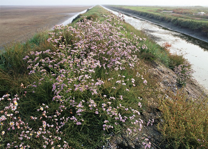 SALINE DEL MEDITERRANEO DI FRANCA CHIONO ALL’ORTO BOTANICO DI TORINO -MAHAGNA Elisa