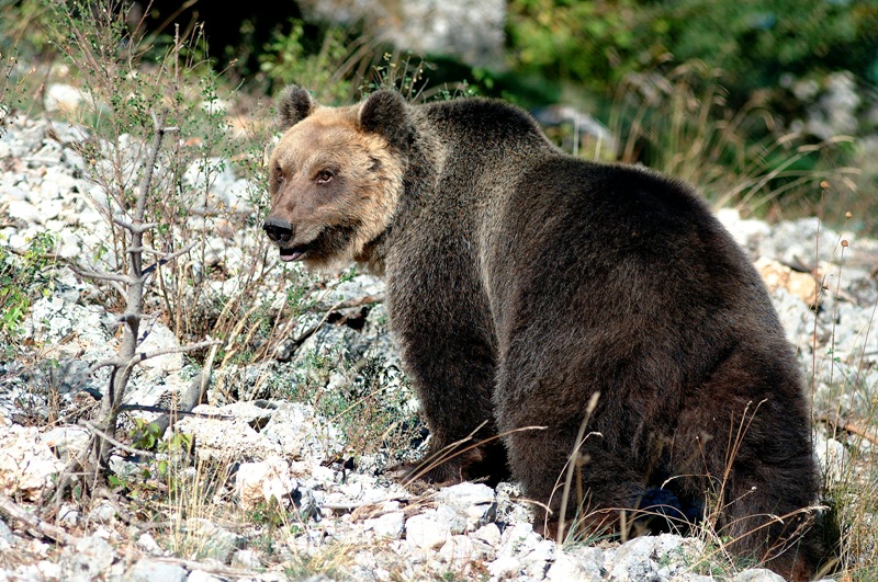 Orso Bruno del Parco Nazionale d’Abruzzo, Lazio e Molise