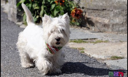 COME PROTEGGERE GLI ANIMALI DOMESTICI DAL CALDO – ANGIULLI -BRUNETTI-SILAEV