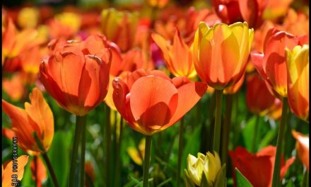 A PRALORMO IL LINGUAGGIO DEI FIORI – Viviana VICARIO