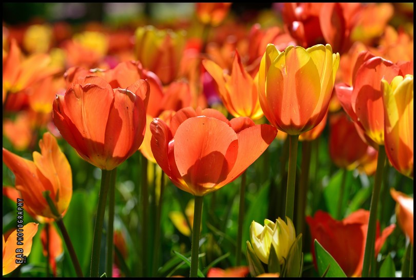 A PRALORMO IL LINGUAGGIO DEI FIORI – Viviana VICARIO